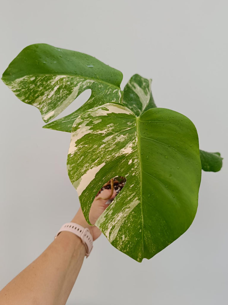 Monstera deliciosa variegasta albo