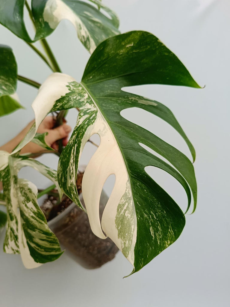 Monstera deliciosa variegata albo