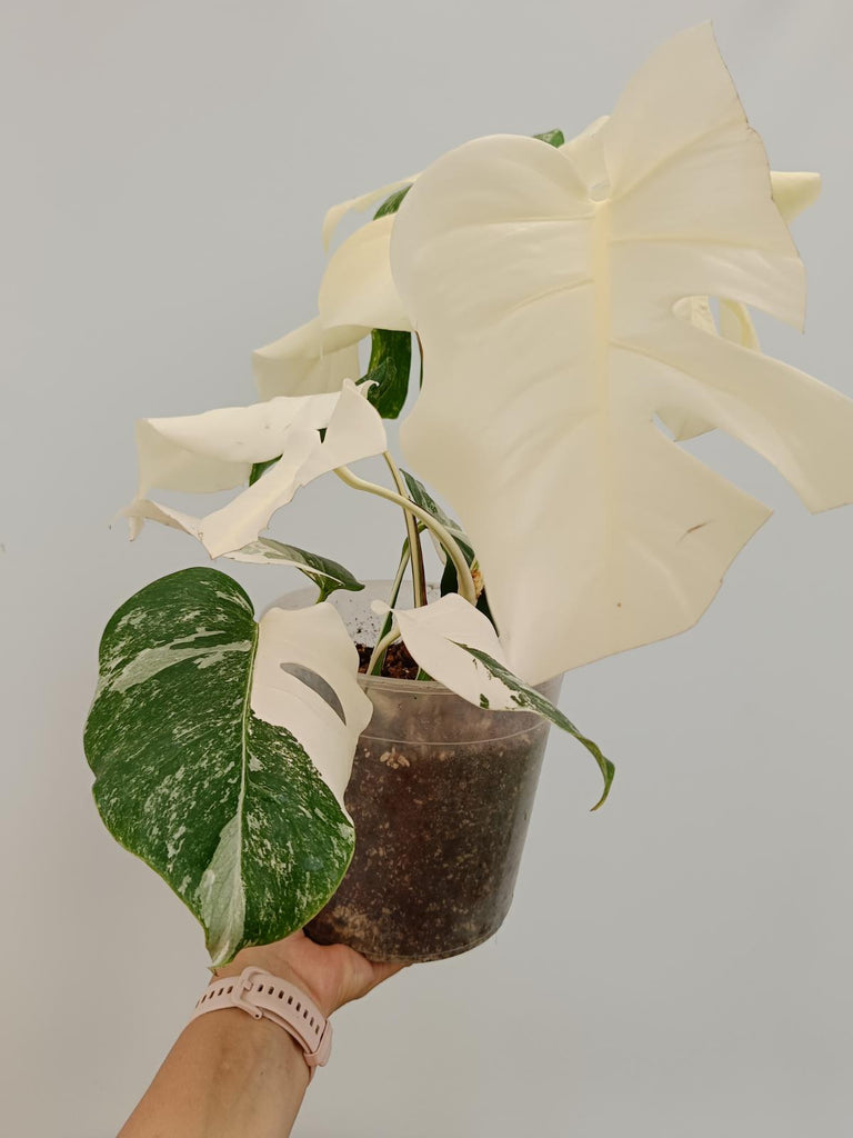 Monstera deliciosa variegata albo fullmoon