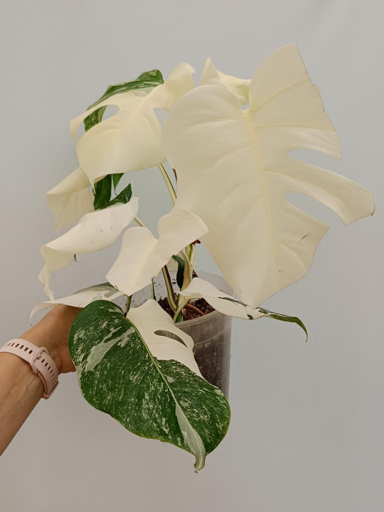 Monstera deliciosa variegata albo fullmoon