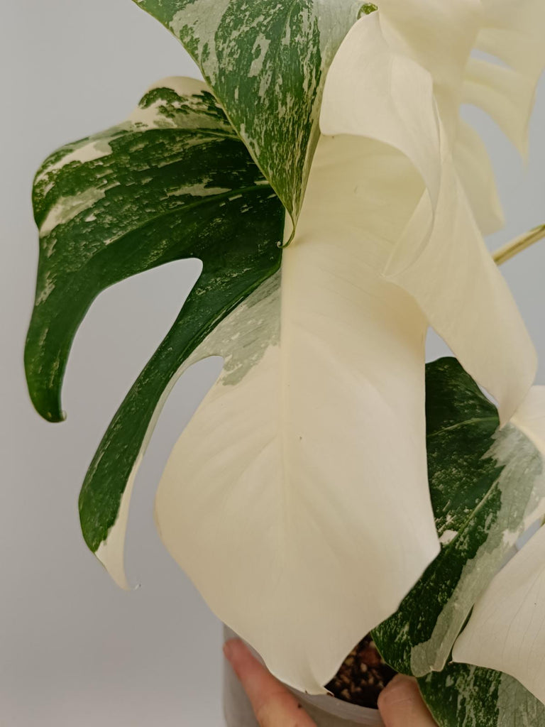 Monstera deliciosa variegata albo fullmoon