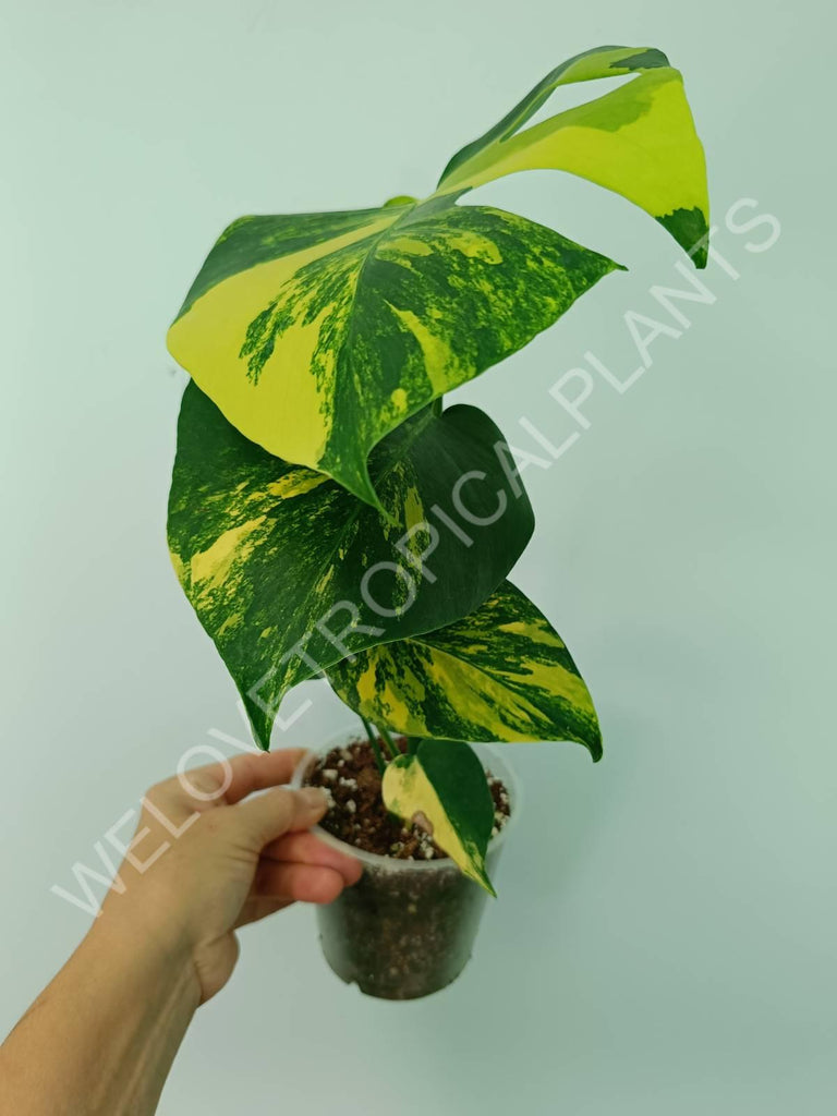 Monstera deliciosa variegata aurea