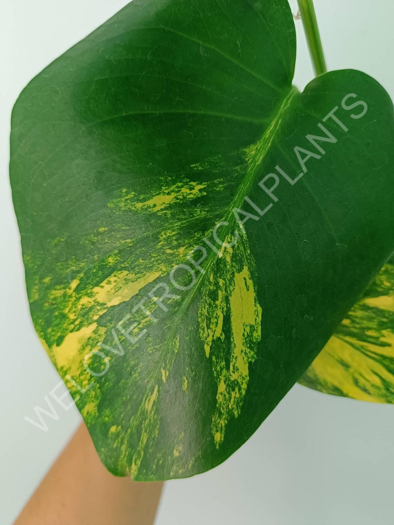 Monstera deliciosa variegata aurea