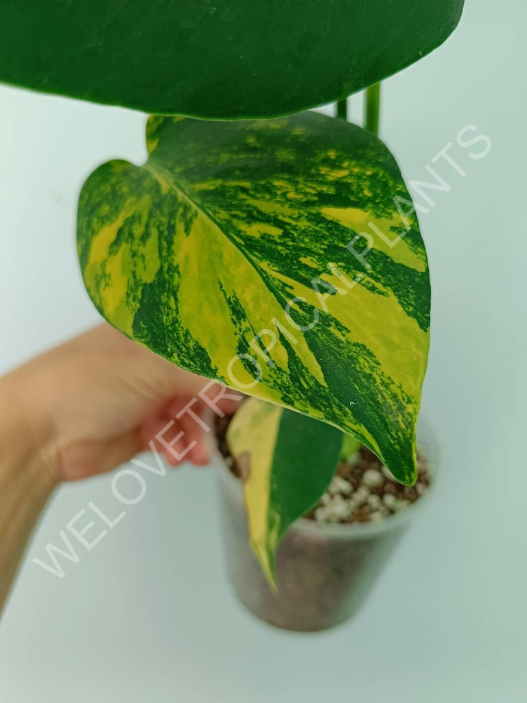 Monstera deliciosa variegata aurea