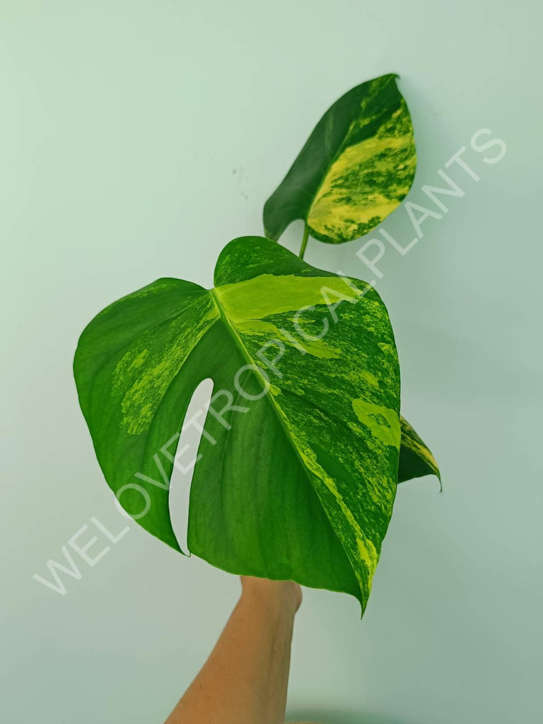 Monstera deliciosa variegata aurea