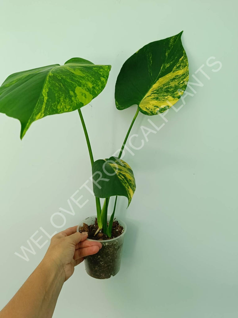 Monstera deliciosa variegata aurea