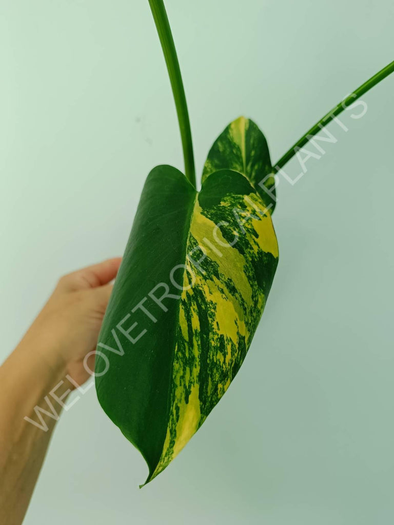 Monstera deliciosa variegata aurea