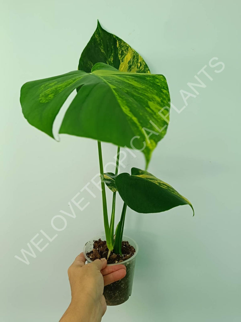 Monstera deliciosa variegata aurea