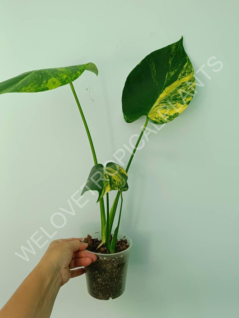 Monstera deliciosa variegata aurea