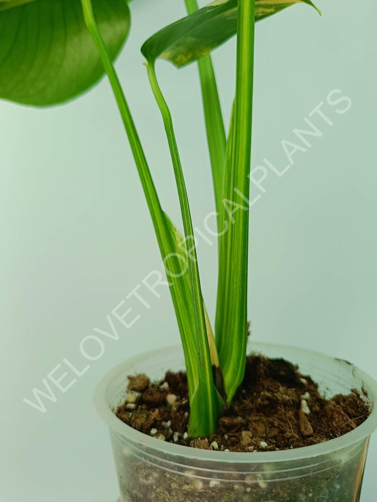 Monstera deliciosa variegata aurea