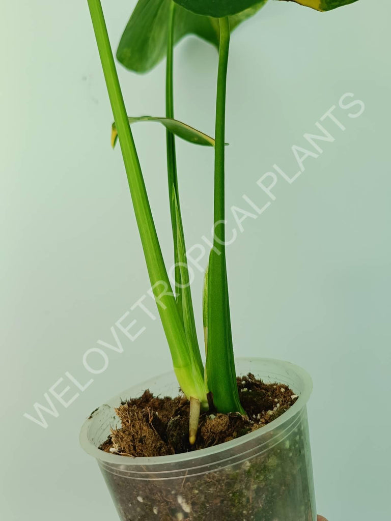 Monstera deliciosa variegata aurea