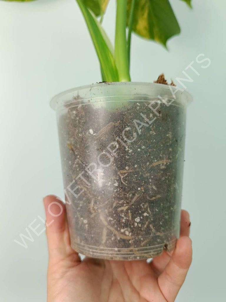 Monstera deliciosa variegata aurea