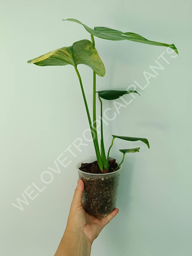 Monstera deliciosa variegata aurea