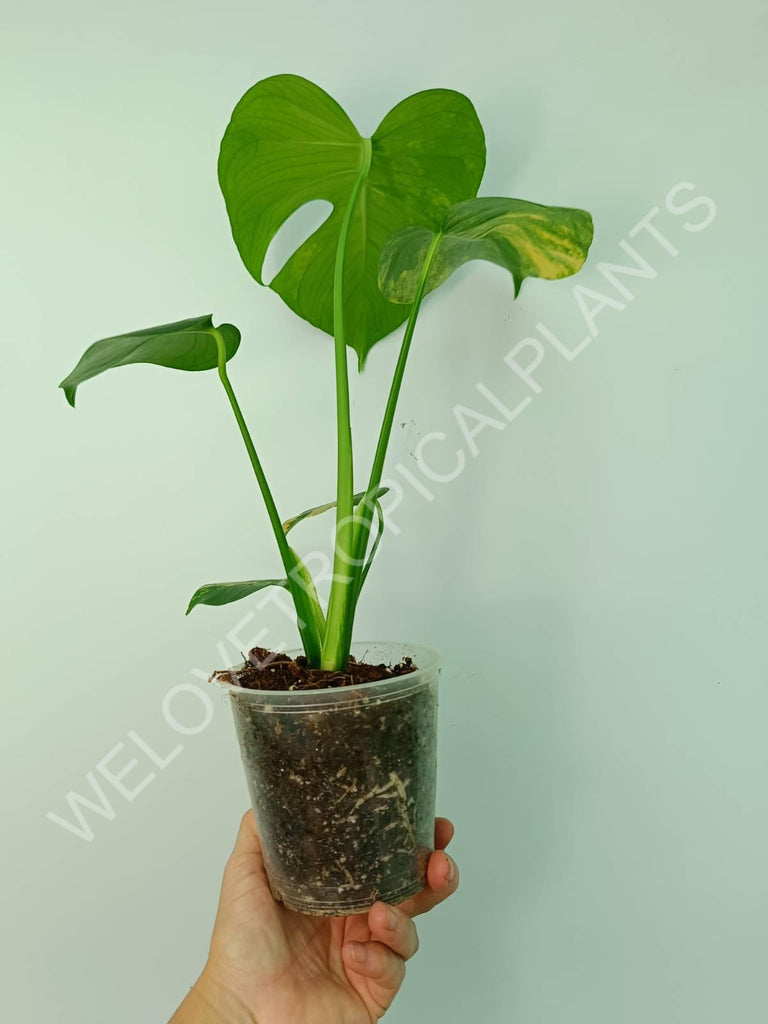 Monstera deliciosa variegata aurea