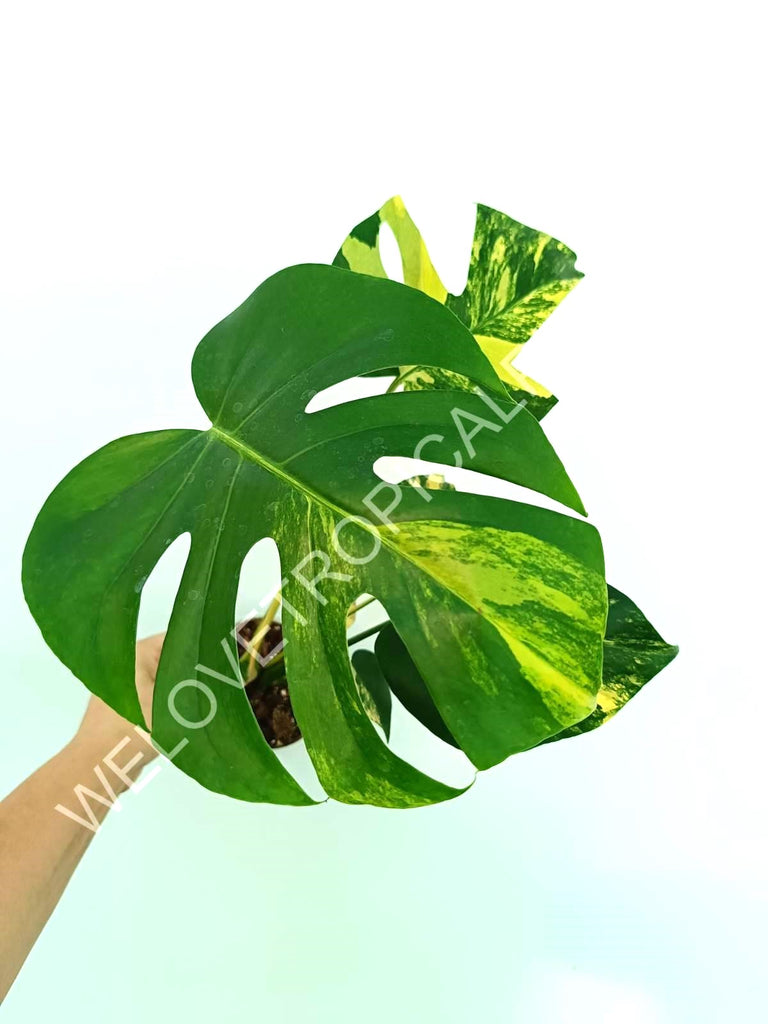 Monstera variegata aurea