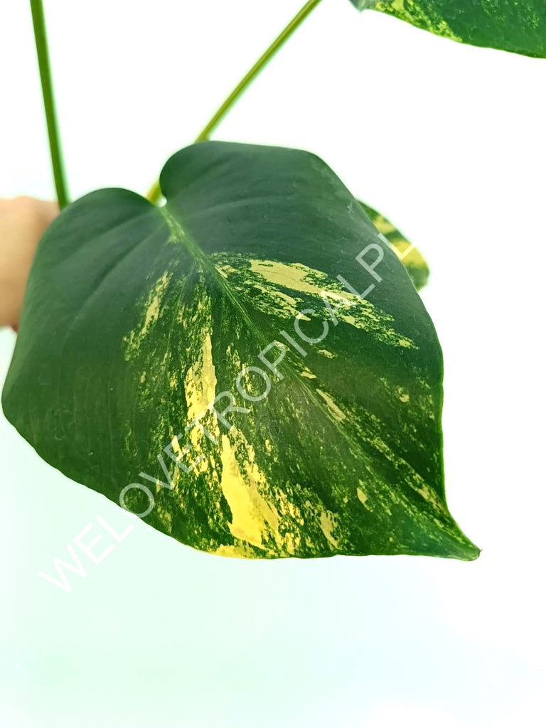 Monstera variegata aurea