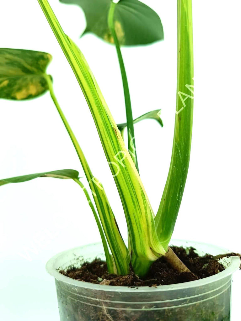 Monstera variegata aurea