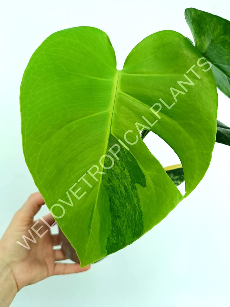 Monstera variegata aurea