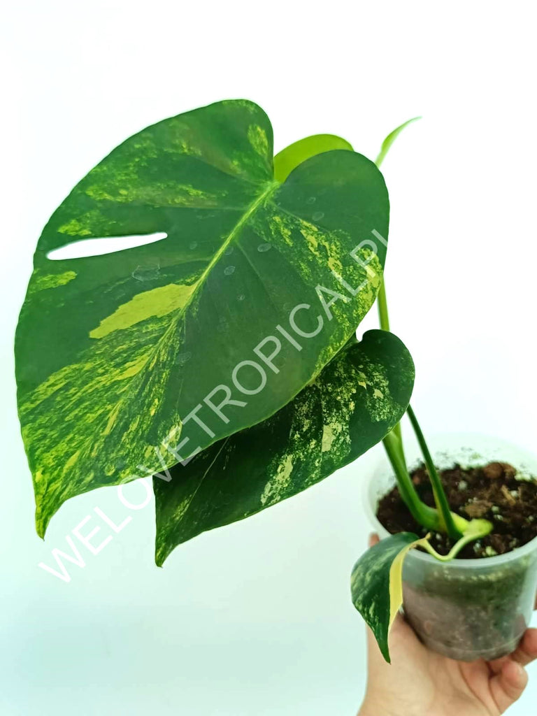 Monstera variegata aurea