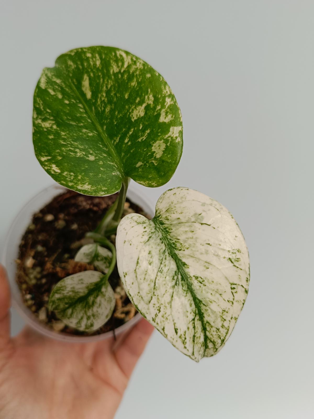 MONSTERA DELICIOSA VARIEGATA MINT