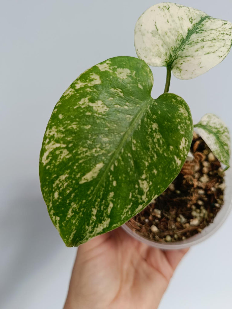 Monstera deliciosa variegata mint