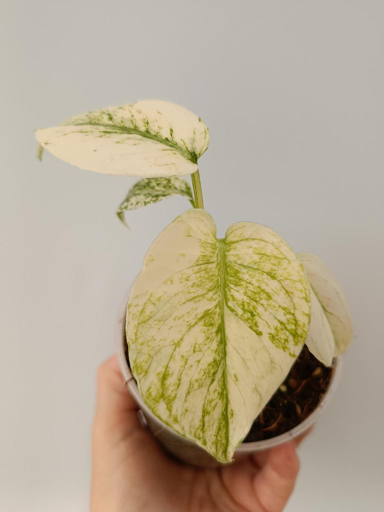 Monstera deliciosa variegata mint