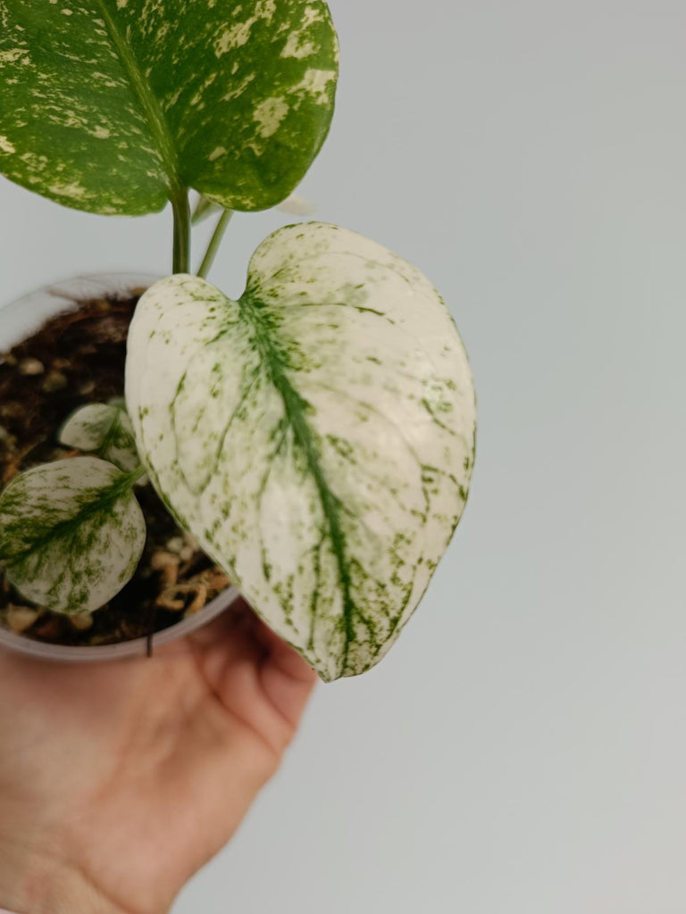 Monstera deliciosa variegata mint