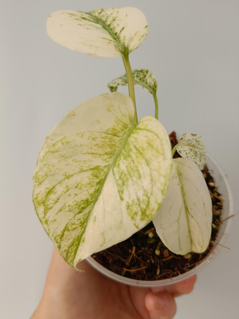 Monstera deliciosa variegata mint