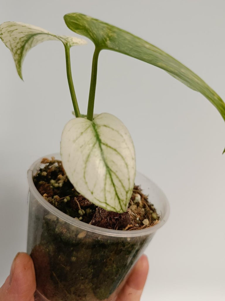 Monstera deliciosa variegata mint