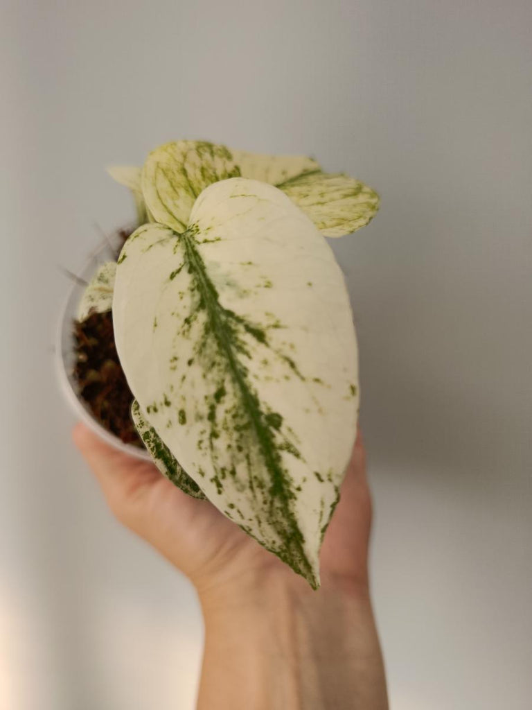 Monstera deliciosa variegata mint