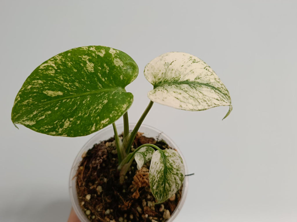 Monstera deliciosa variegata mint