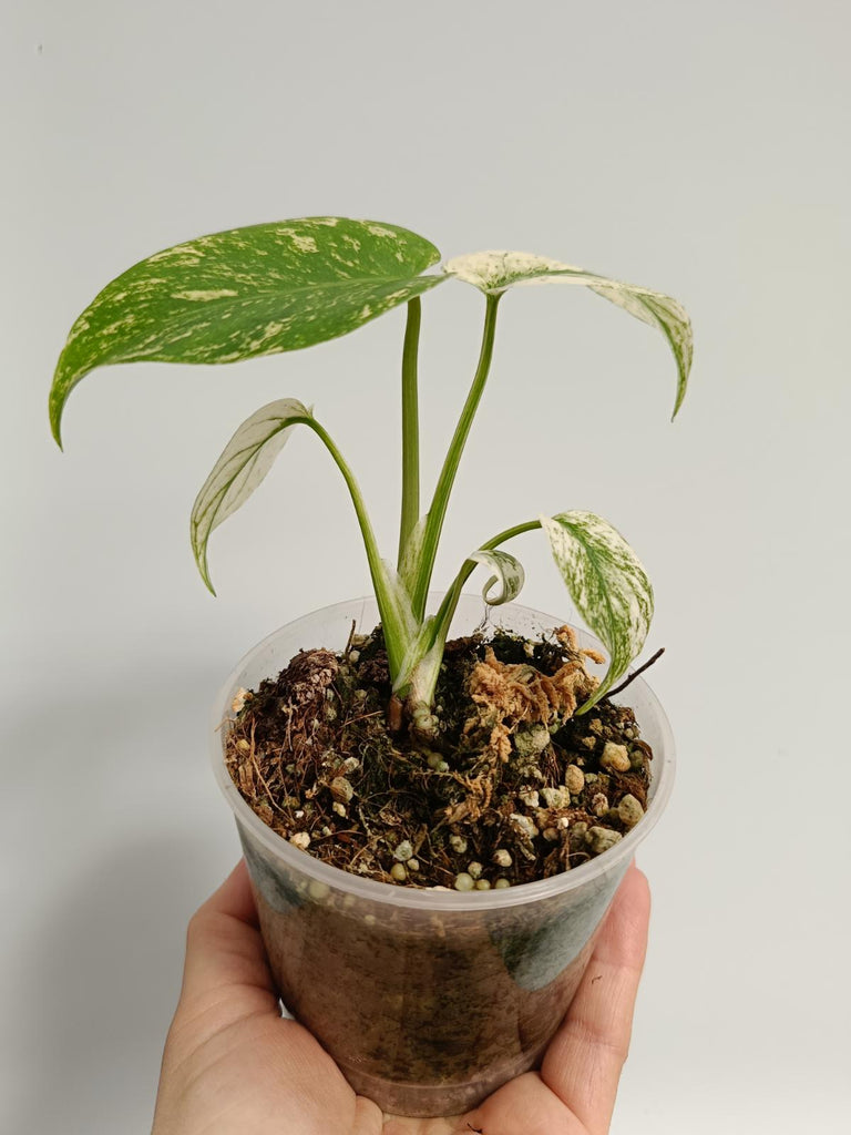 Monstera deliciosa variegata mint