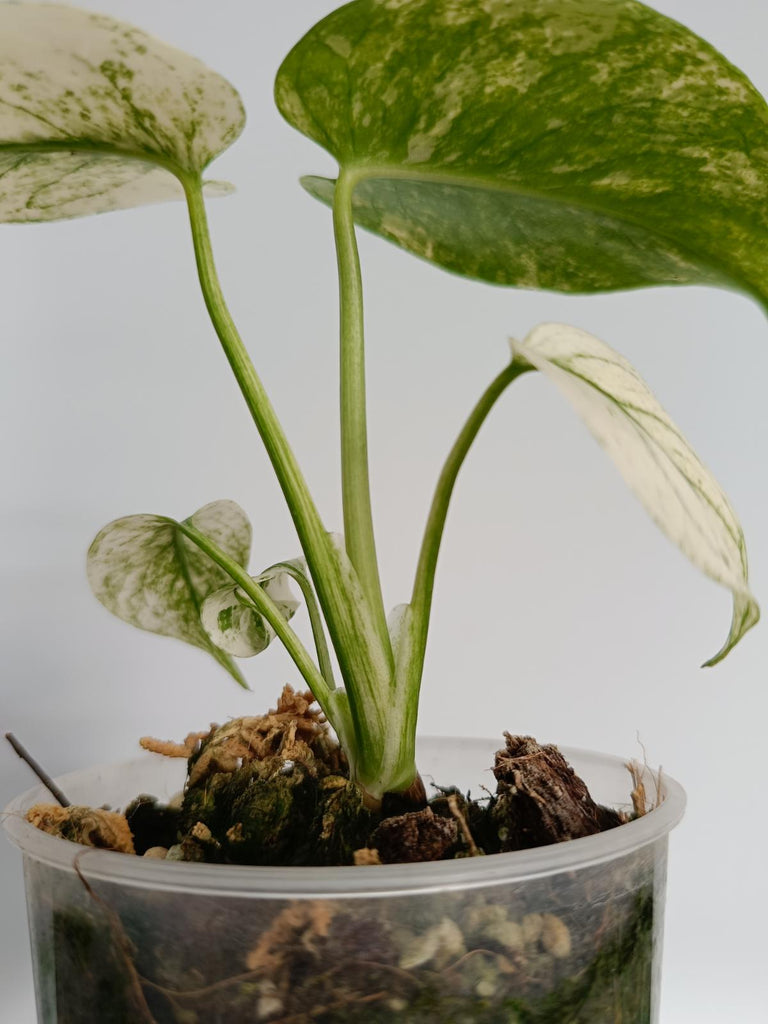 Monstera deliciosa variegata mint