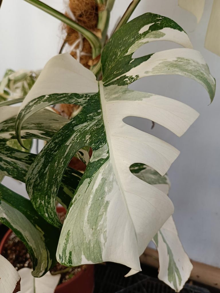 Monstera deliciosa variegated albo xxl