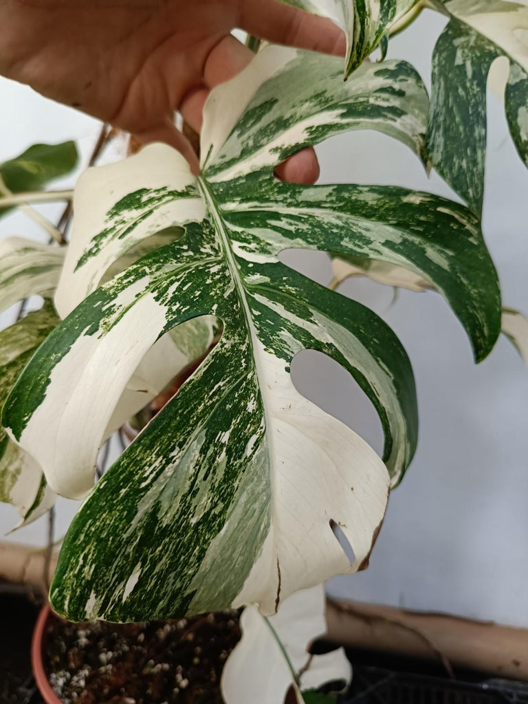 Pépinière de gros de Monstera deliciosa Albo Variegata Monsteras