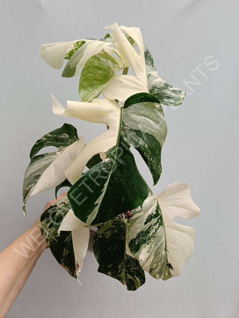 Monstera deliciosa variegated albo