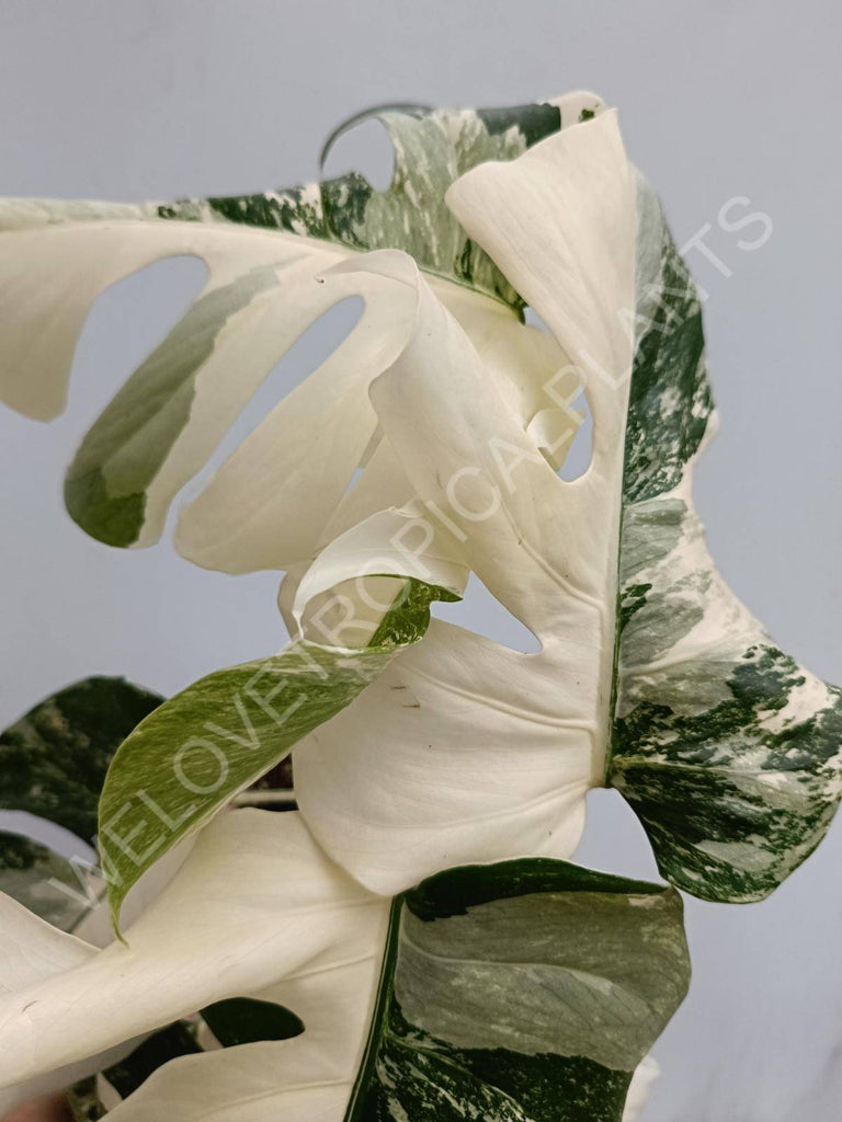 Monstera deliciosa variegated albo