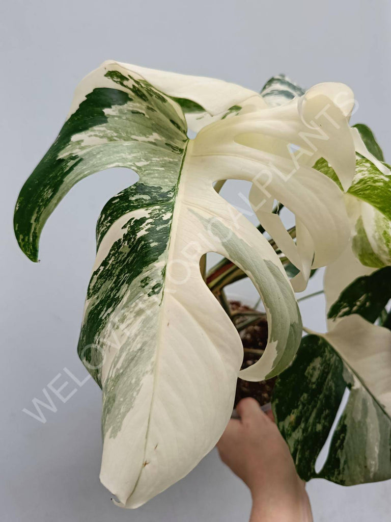 Monstera deliciosa variegated albo