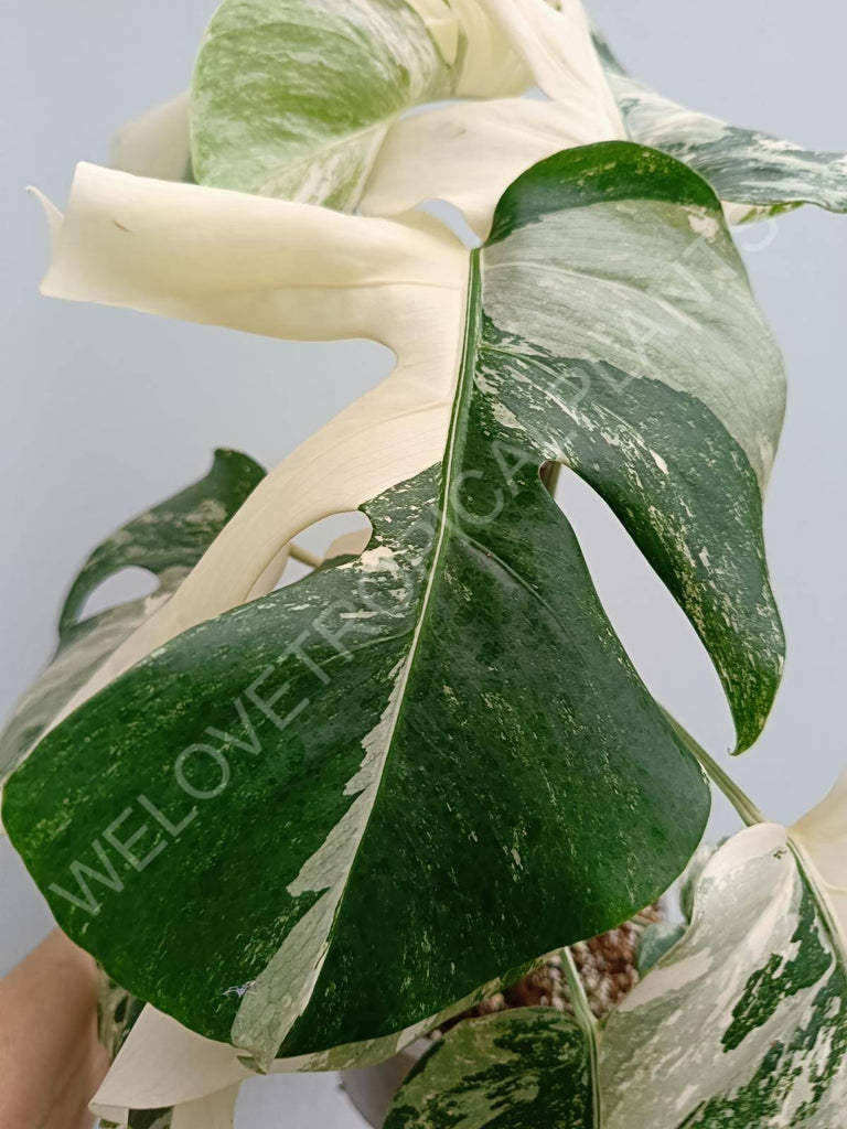 Monstera deliciosa variegated albo