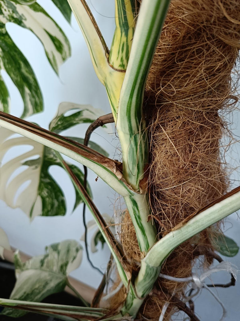 Monstera deliciosa variegated albo xxl