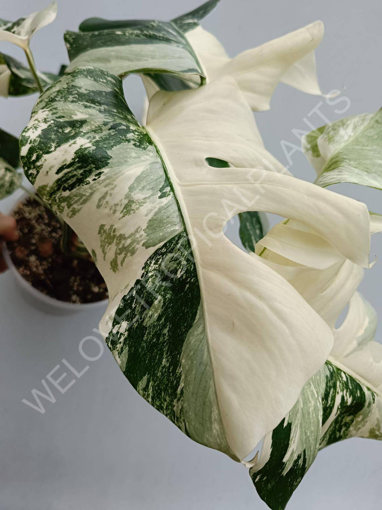 Monstera deliciosa variegated albo