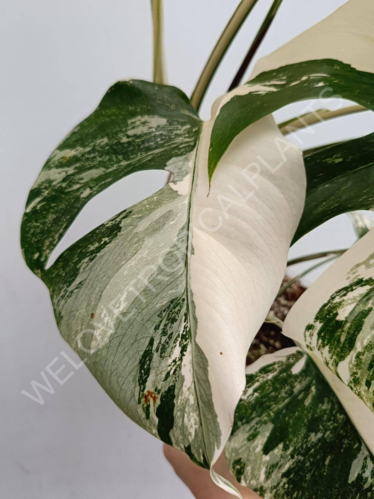 Monstera deliciosa variegated albo