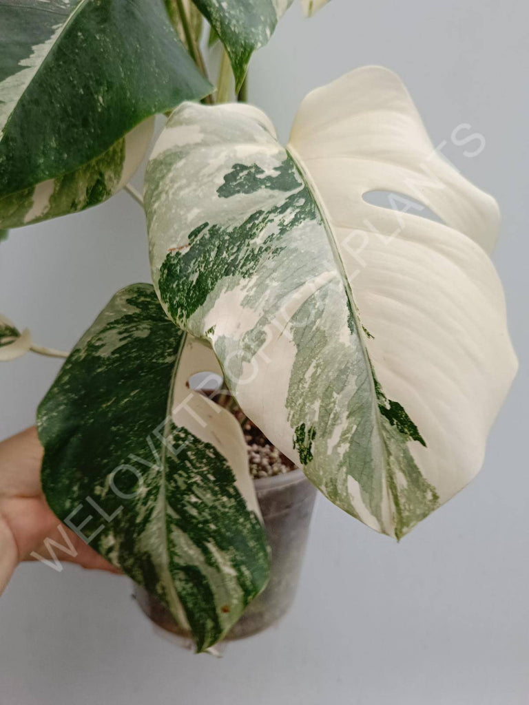 Monstera deliciosa variegated albo