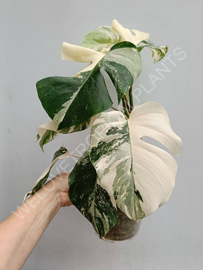 Monstera deliciosa variegated albo