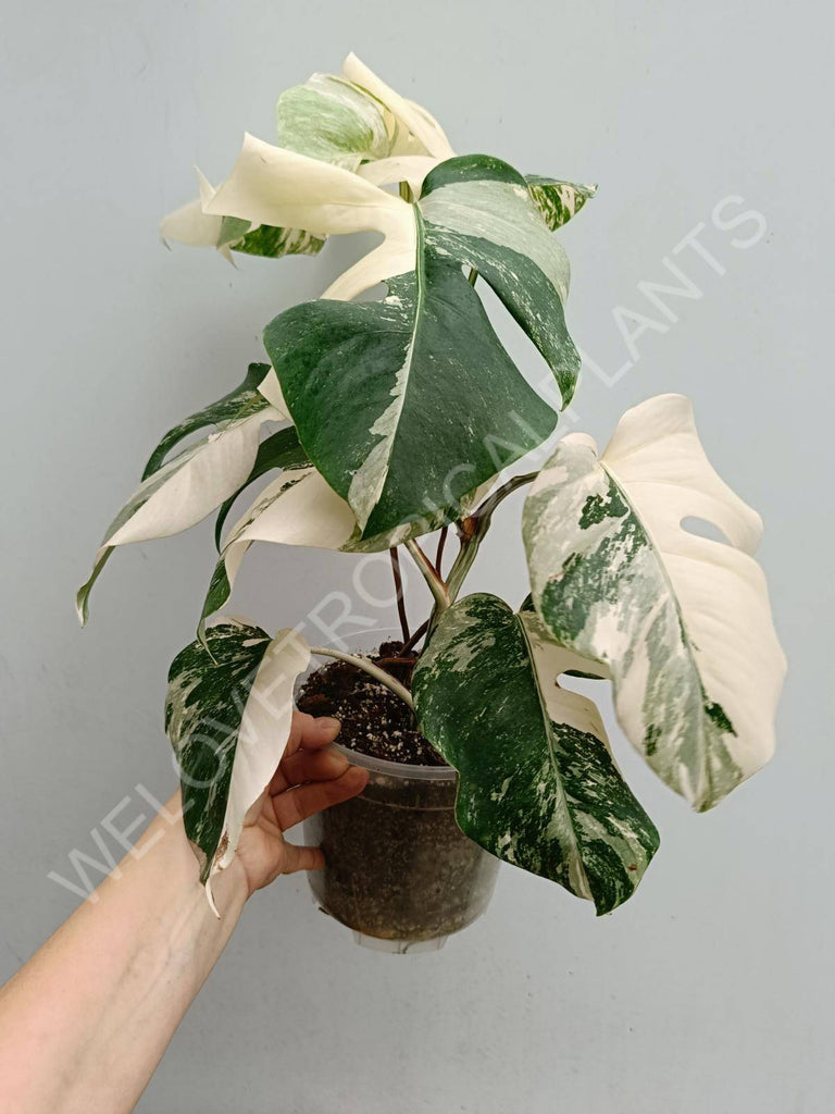 Monstera deliciosa variegated albo