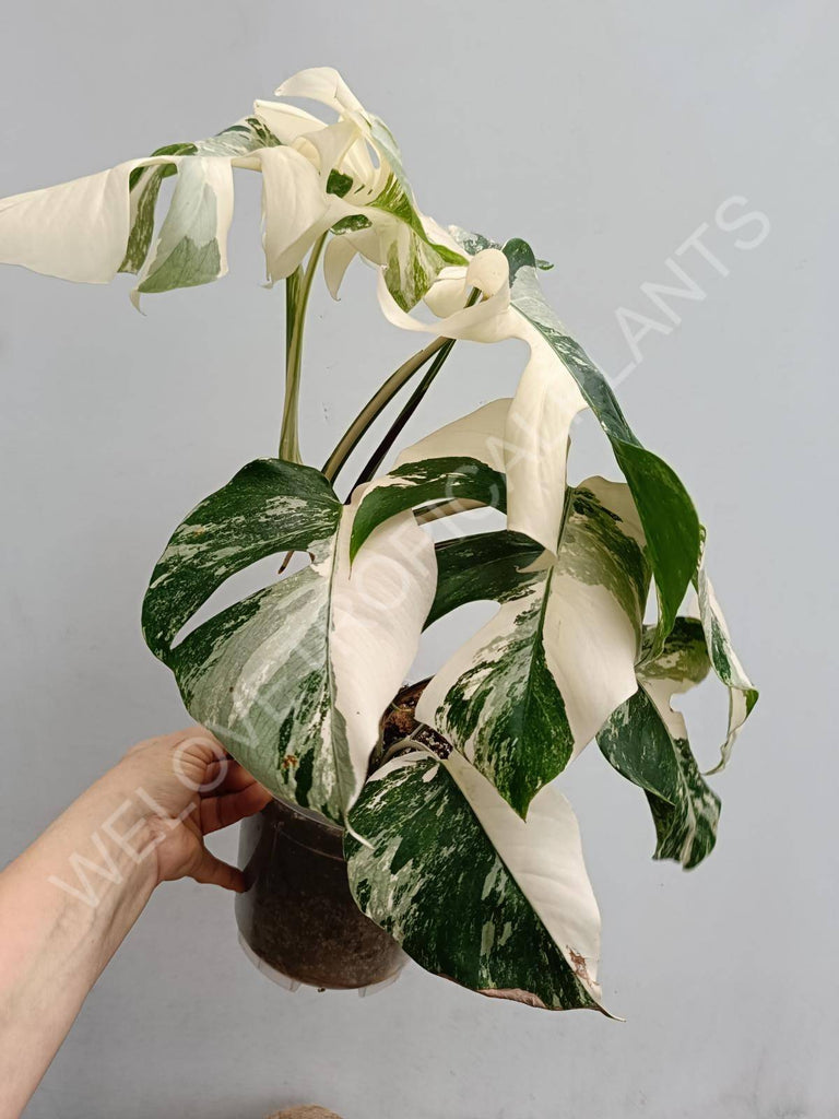 Monstera deliciosa variegated albo