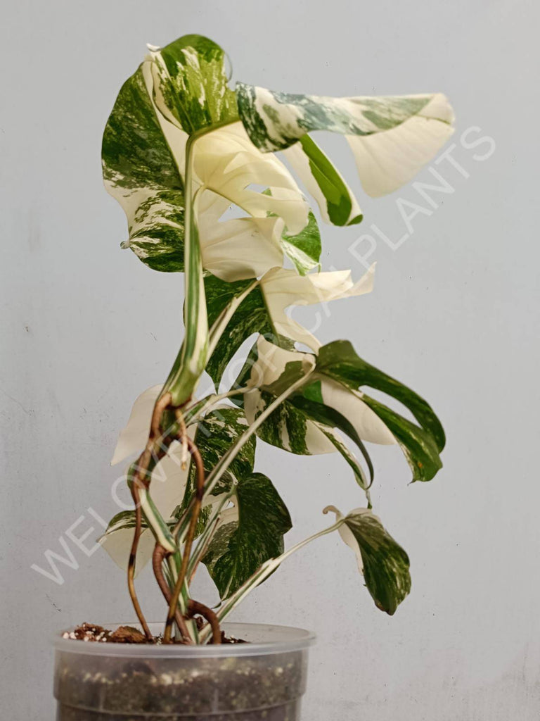 Monstera deliciosa variegated albo