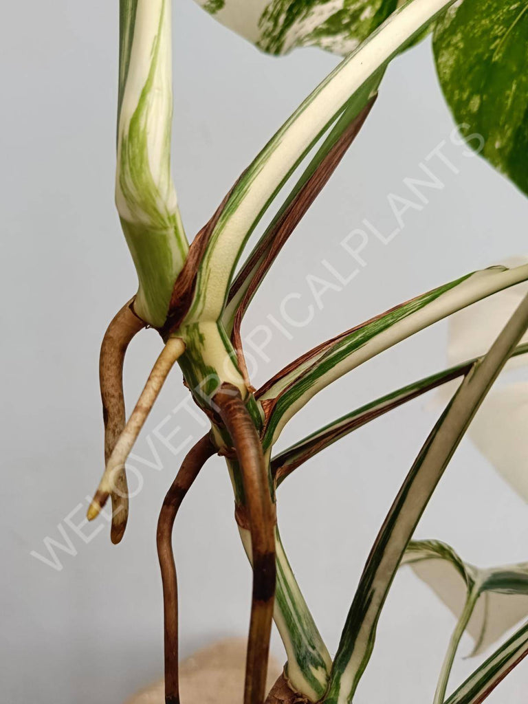 Monstera deliciosa variegated albo