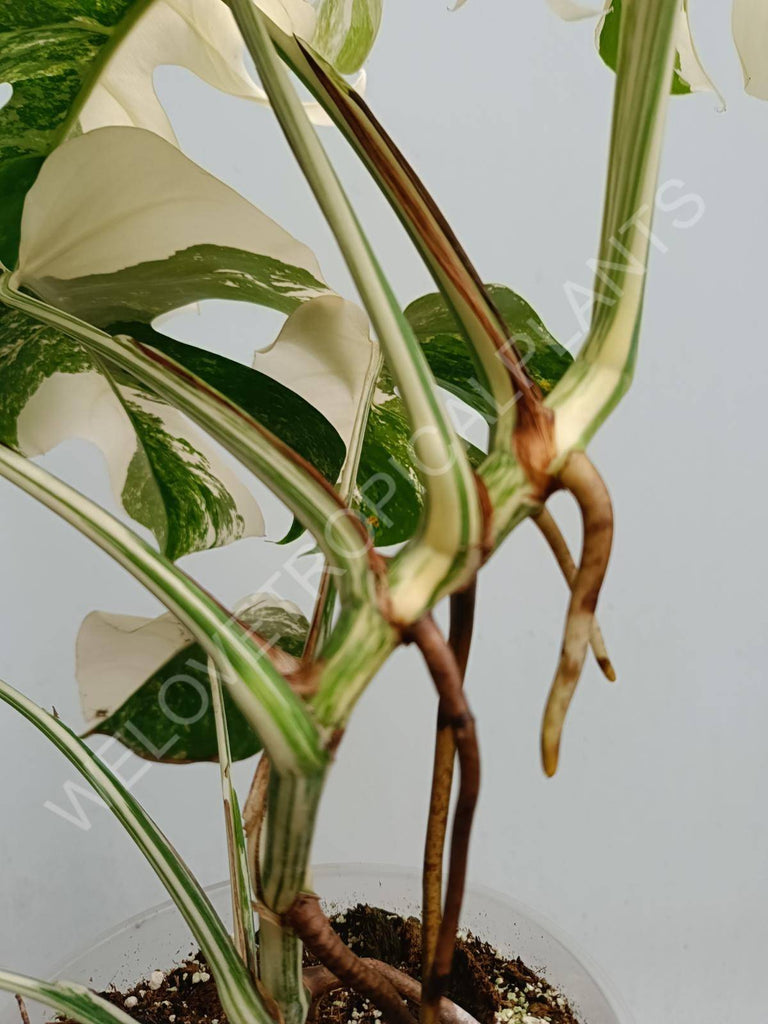 Monstera deliciosa variegated albo