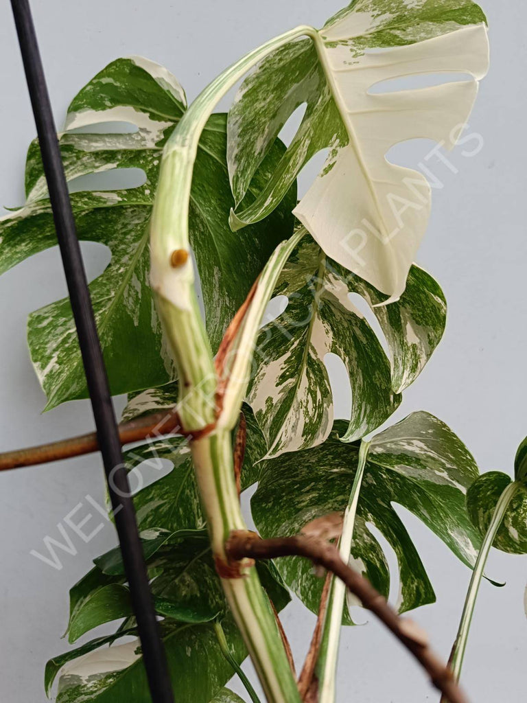 Monstera Deliciosa variegata - Extra White 0108 – La Belle Feuille